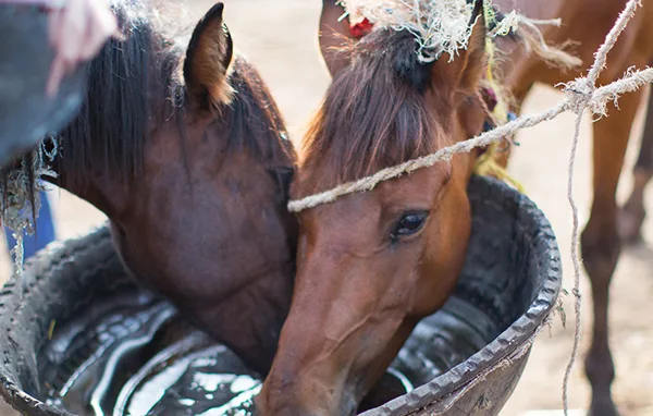 Horses in Ethiopia drinking water