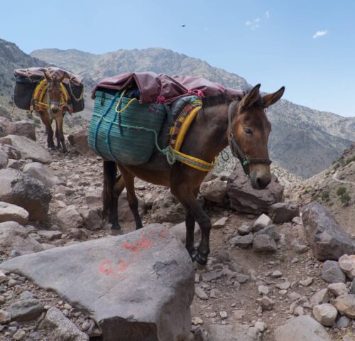 Two donkeys carrying large bags up a rocky mountain.