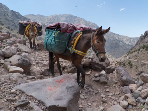 Two donkeys carrying large bags up a rocky mountain.