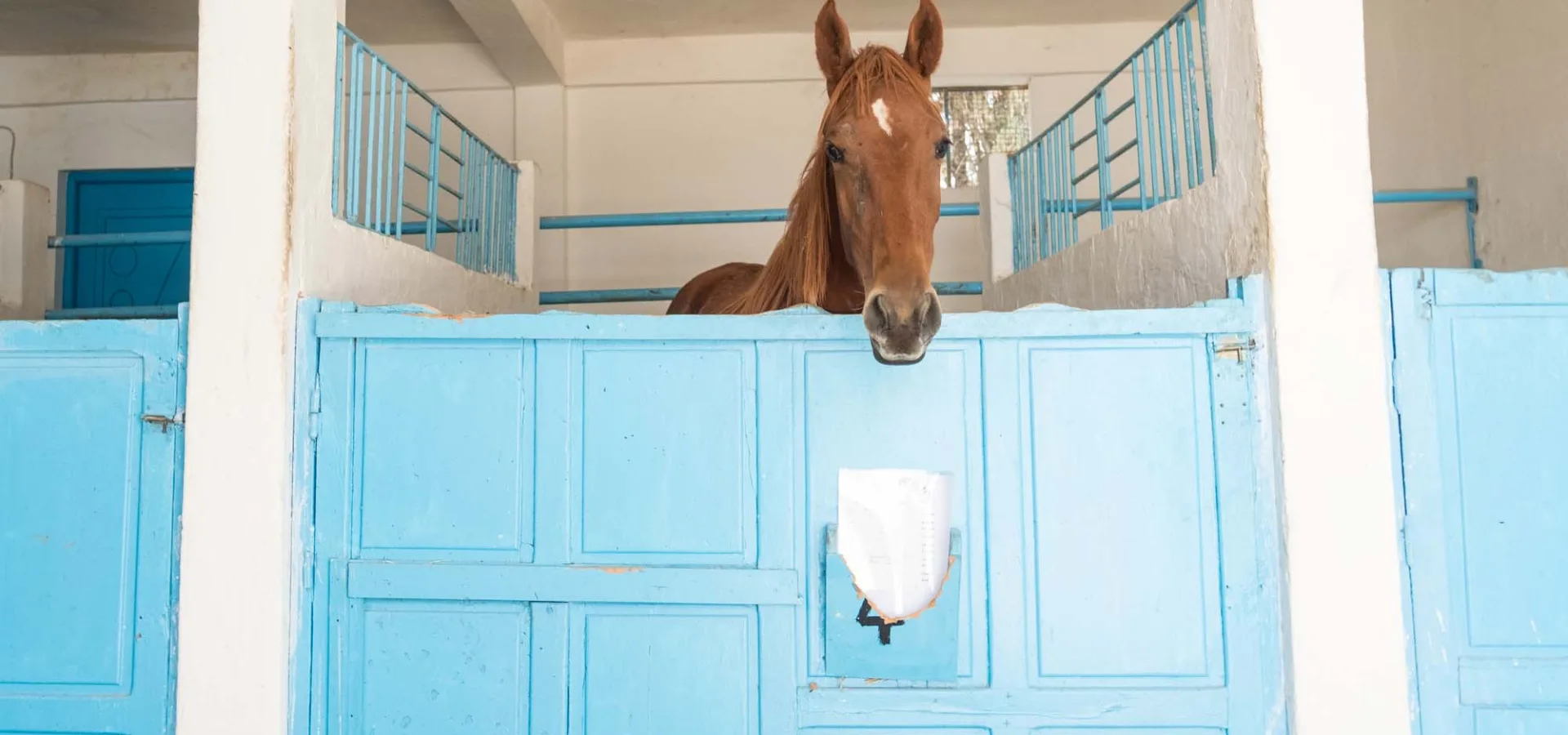 Brown horse in blue stable stall