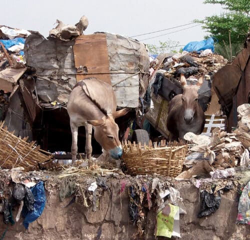 Donkeys eating plastic in pile of rubble