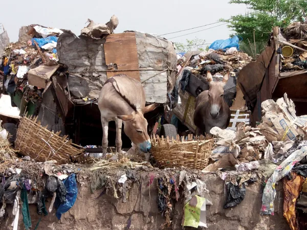 Donkeys eating plastic in pile of rubble