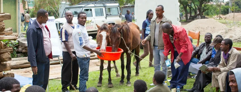 Two horses drinking near to group of people