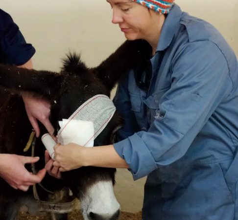 Donkey Hassan receiving treatment