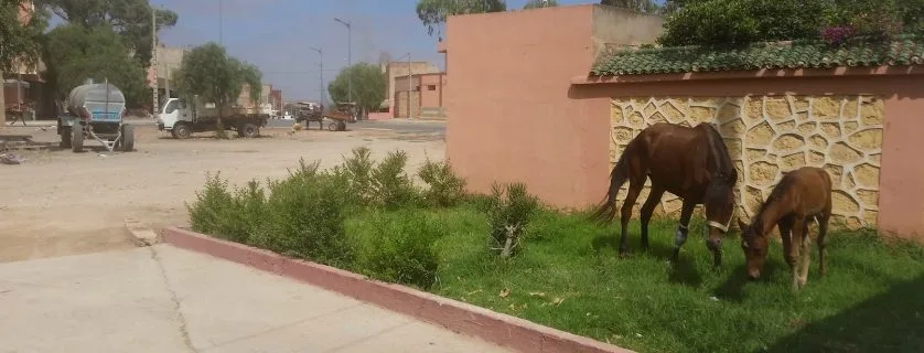 Horse and its baby eating grass near the road