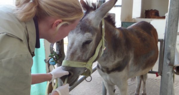 Vet treating a donkey