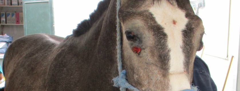 A horse with harmed eye