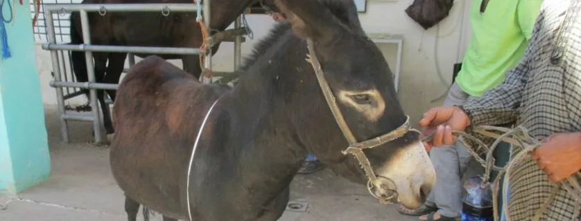 Man holding a donkey