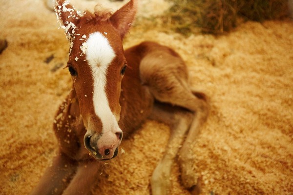 Ginger foal Morocco
