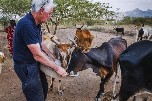 Man feeding thin cows