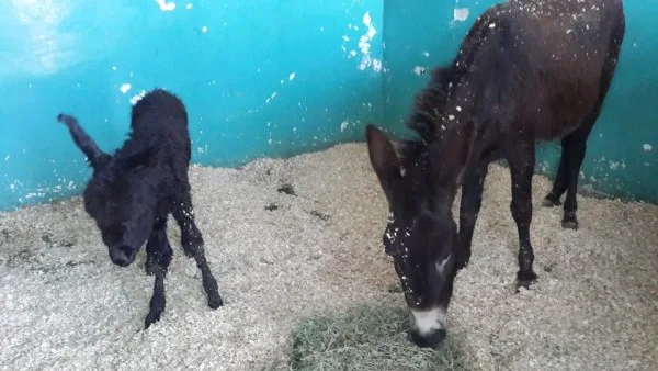 Dark donkeys Snowy and Snowball in Jordan