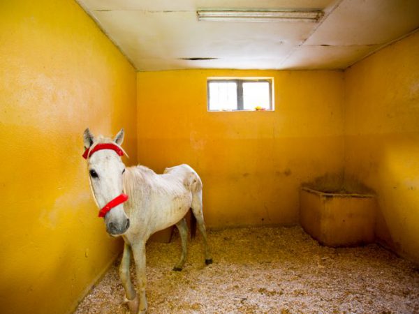 Thin horse in a yellow stable