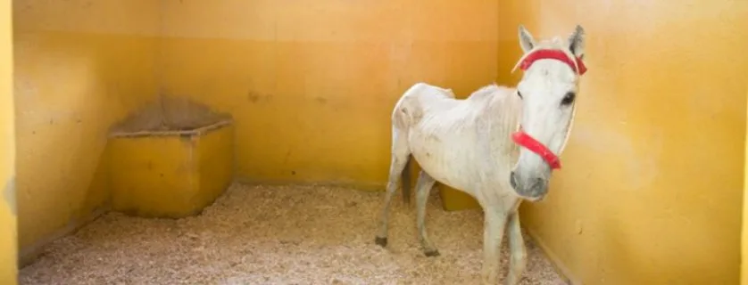 White thin horse in stable
