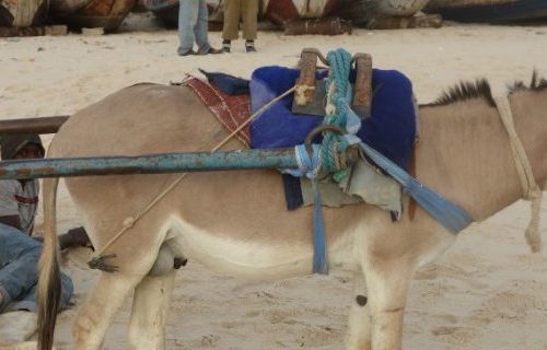 Donkey pulling a cart