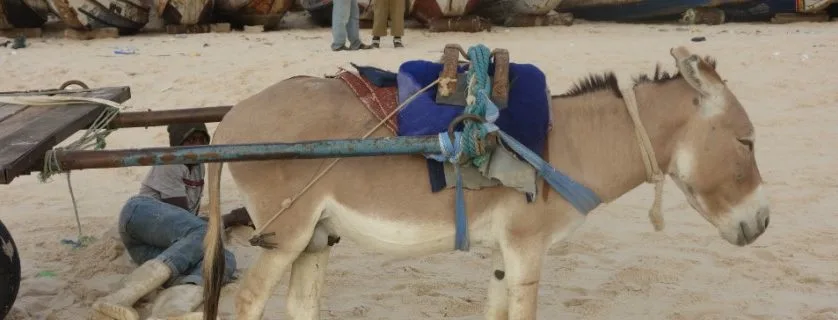 Donkey pulling a cart
