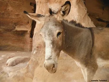 Little blonde donkey