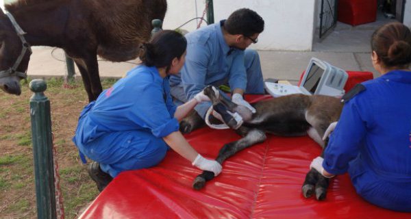 Vets treating donkey on mattress