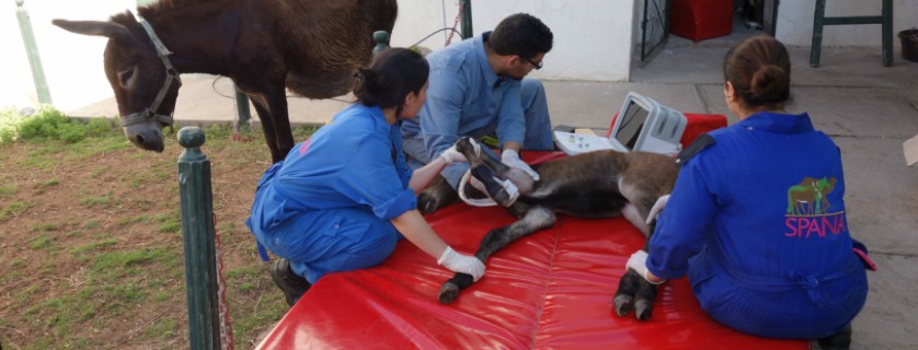 Vets treating donkey on mattress
