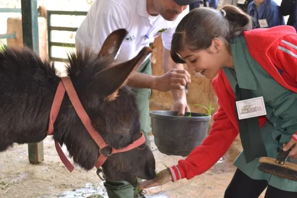 Woman feeding donkey