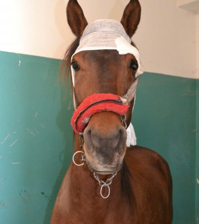Brown horse with bandaged head