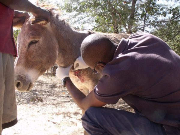 Two vets treating donkey