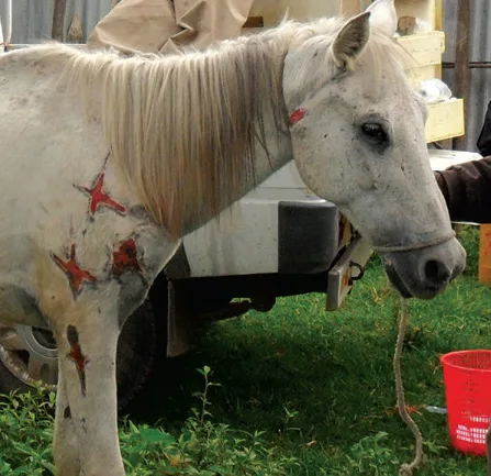 Bulo before treatment