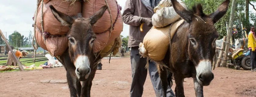 Animals carrying bags