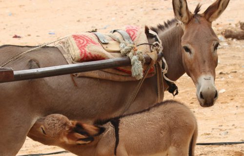 Donkey and its foal
