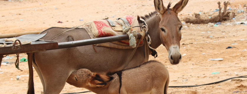 Donkey and its foal