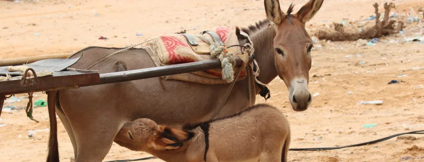 Donkey and its foal