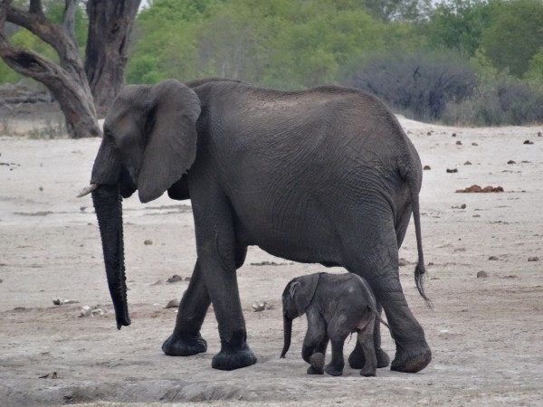 Elephant with its baby