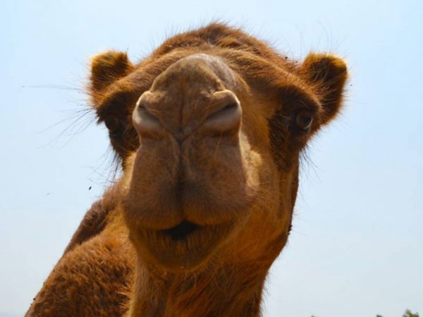 Camel looking in camera