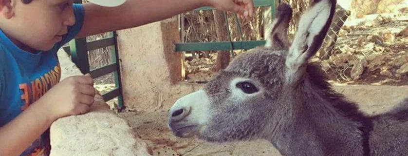 Little donkey and a boy