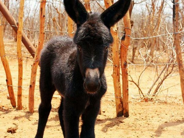 Small black donkey