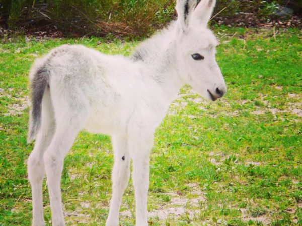 White donkey foal
