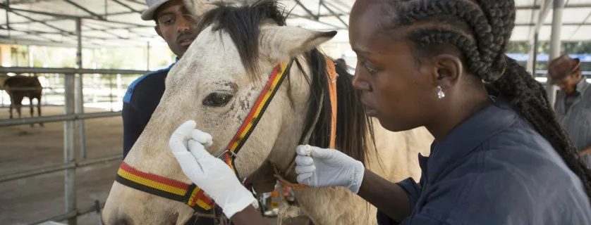 Woman treating a white horse