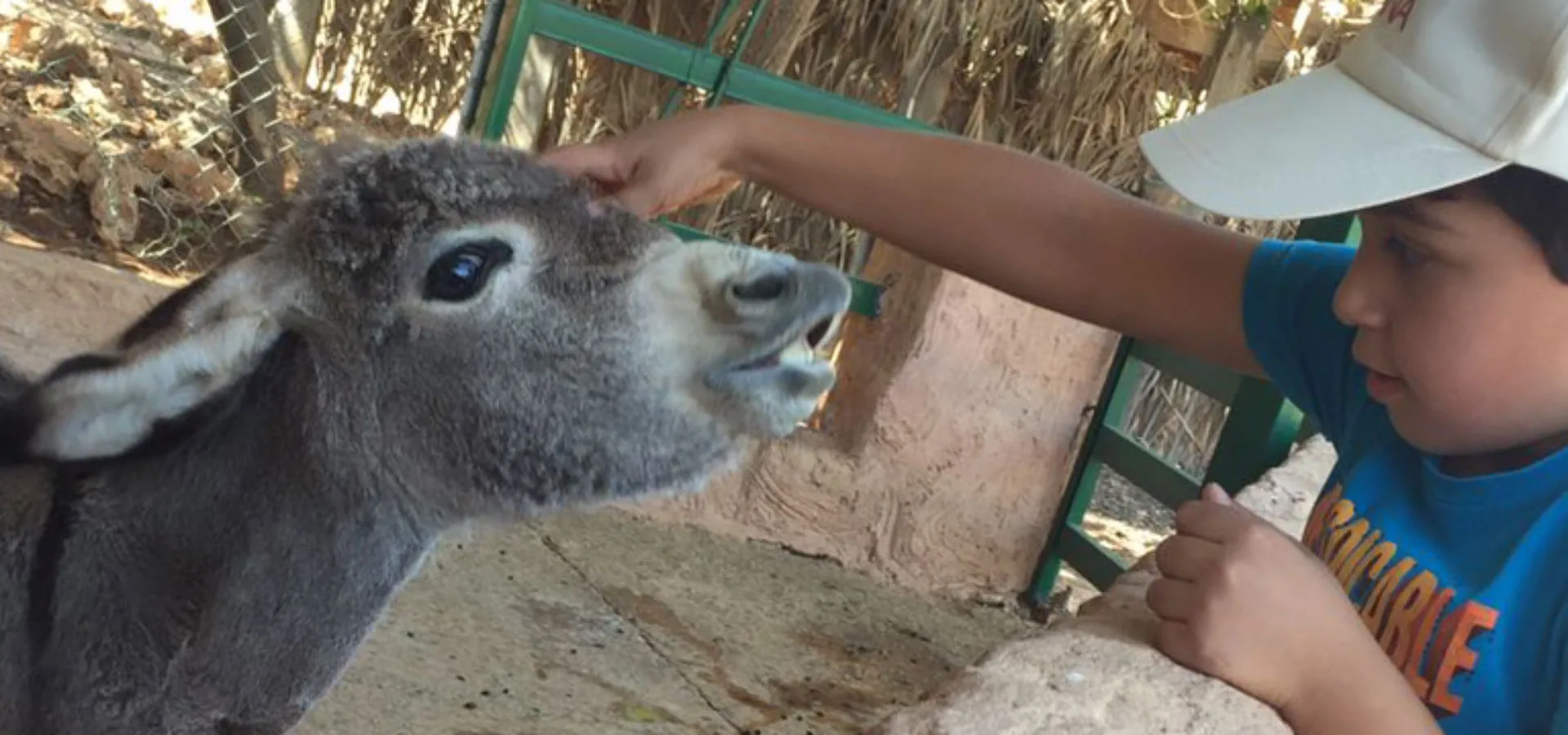 Boy touching grey foal