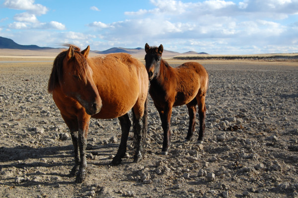 Two brown horses in desert