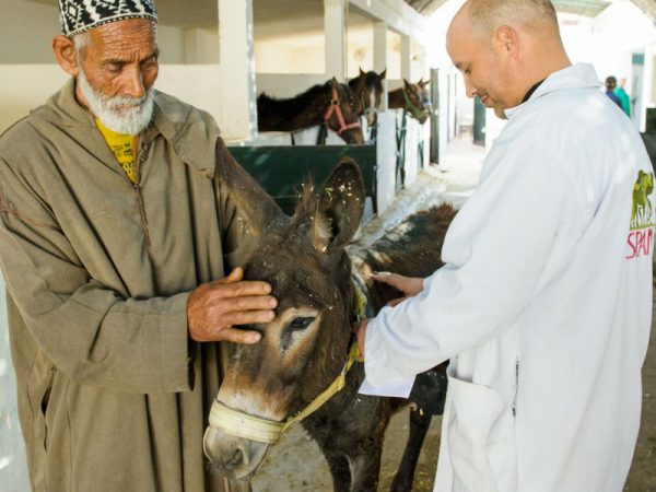 Morocco man with his donkey and a vet