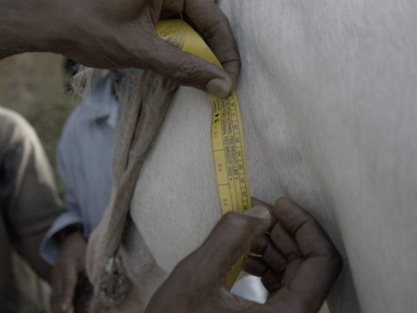 Measuring neck of white horse