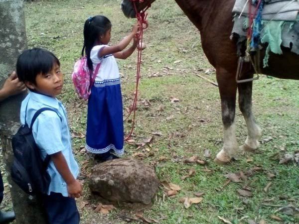A child learns how to care for her horse
