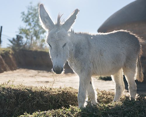 Donkey foal in a sun