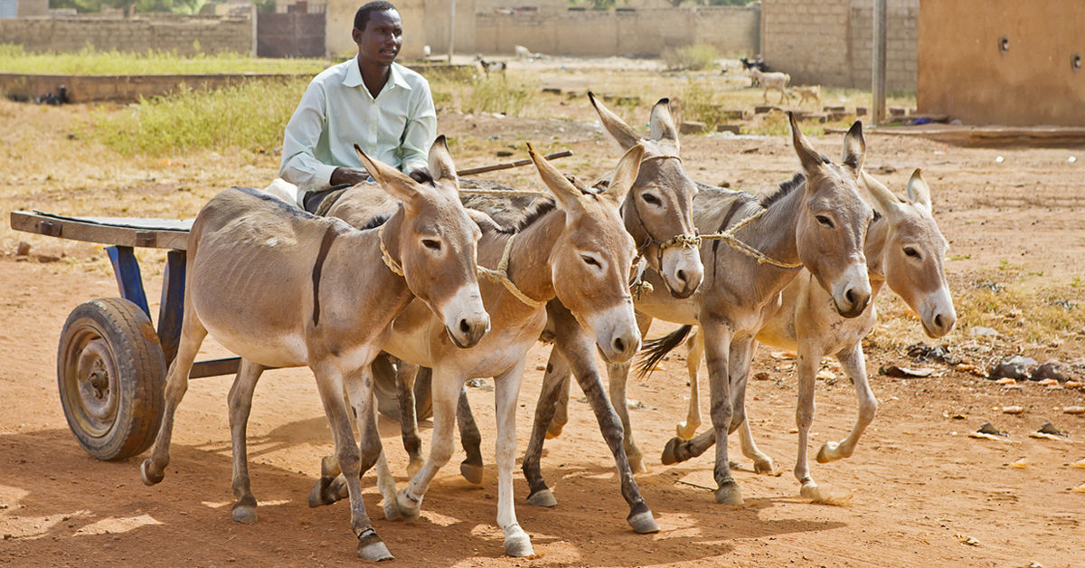 Donkeys pulling a cart with man
