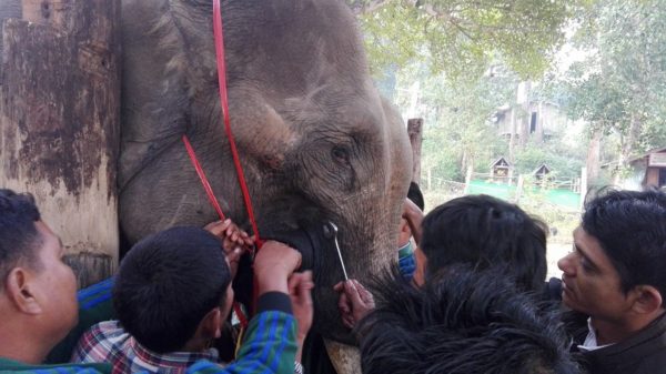 Group of people treating elephant