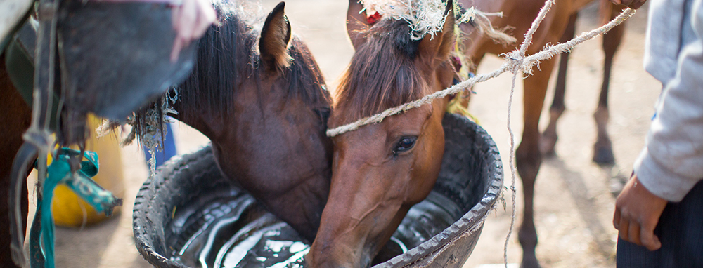 Horses in Ethiopia drinking water