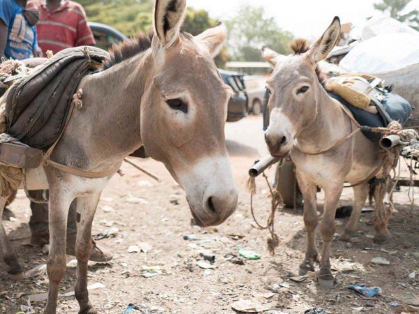 Two small donkeys carrying carts