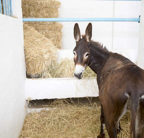 Brown donkey eating hay in stable