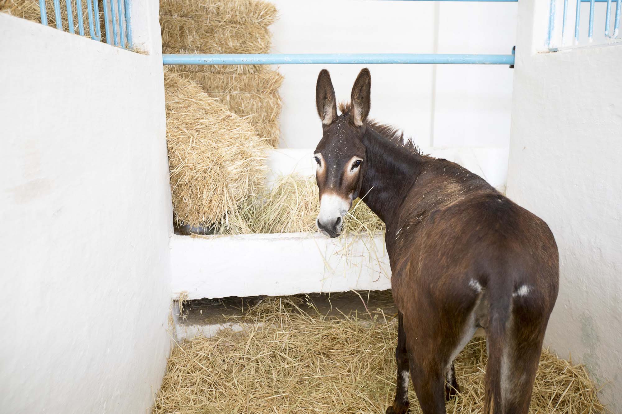 Discover what the best food is to feed donkeys, what they enjoy for treats ...
