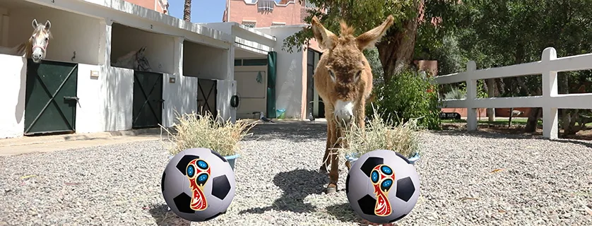 Donkey-of-Destiny-World-Cup