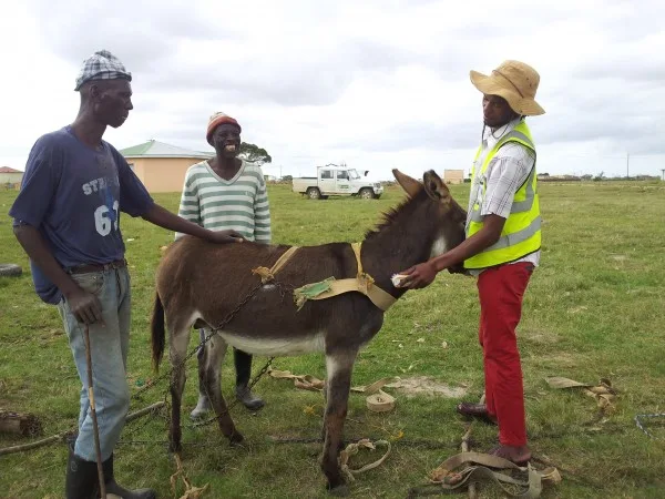 Luxolo-showing Mr Soya and his driver how to groom